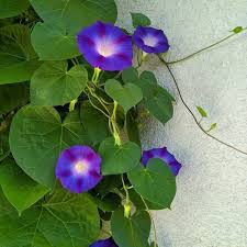 Moranensis Flower Seeds for Planting – Seasonal Bloomer, Heirloom, Non-GMO, High Germination Garden Seeds