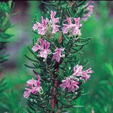 Pink Rosemary Plant Seeds for Planting – Heirloom, Non-GMO, Organic Garden Seeds, High Germination