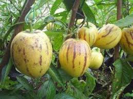 Fruit Seeds,Garden seeds, Seeds For Planting,Plant Seeds