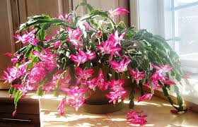 Schlumbergera Flower Seeds for Planting – Heirloom, Non-GMO, High Germination Organic Garden Seeds
