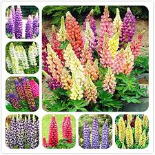 Lupin Pixie Flower Seeds for Planting –  Fragrant Blossoms, Heirloom, Non-GMO, High Germination