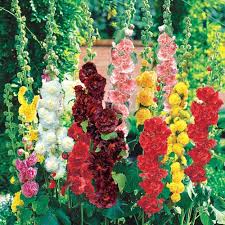 Mixed Alcea Flower Seeds for Planting – Heirloom, Non-GMO, Low Maintenance, High Germination