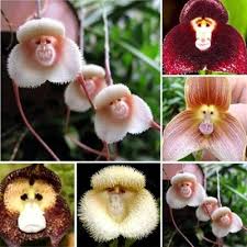 Heirloom Monkey Orchid Flower Seeds for Planting – Non-GMO, High Germination Organic Garden Seeds