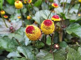 Yellow Spilanthes Acmella Flower Seeds for Planting – Low Maintenance Heirloom Non-GMO Garden Seeds