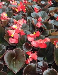 Begonia Flower Seeds for Planting | Sun Loving | Heirloom Non-GMO High Germination Seeds