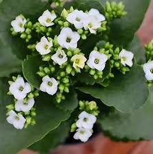 Purple White Kalanchoe Humilis Seeds – Perfect for Borders, Heirloom & Non-GMO
