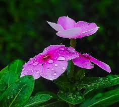 Periwinkle Pink Flower Seeds for Planting – Wildflower Mix Heirloom Non-GMO GMO Free Seeds for Home Garden