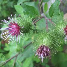 Arctium Lappa Flower Seeds for Planting – Hardy Variety, Heirloom, Non-GMO & High Germination Seeds