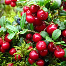 Fruit Seeds,Garden seeds, Seeds For Planting,Plant Seeds