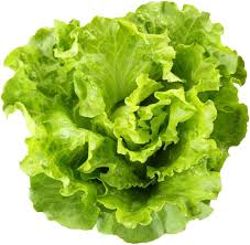 Lettuce Flower Seeds for Planting – Vibrant Colors, Heirloom, Non-GMO, High Germination Seeds