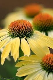 Yellow Coneflower Seeds for Planting – Heirloom Non-GMO High Germination Organic Garden Seeds