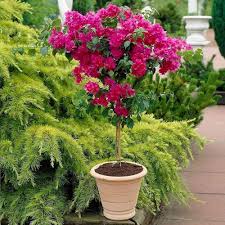 Pink Bougainvillea Flower Seeds for Planting – Heirloom, Non-GMO, Premium Quality Organic Garden Seeds