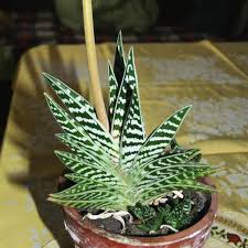 Green Aloe Variegata Seeds for Planting Heirloom Non-GMO High Germination Organic Garden Seeds