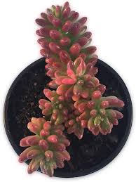 Red Sedum Rubrotinctum Flower Seeds for Planting – Vibrant Colors, Heirloom, Non-GMO Seeds for Home Garden