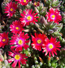 Delosperma Carmine Red Flower Seeds for Planting – Fragrant Blossoms, Heirloom Non-GMO High Germination Organic Garden Seeds