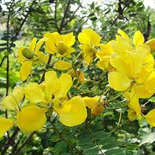 Cassia Occidentalis Flower Seeds for Planting – Vibrant Colors, Heirloom, Non-GMO, High Germination
