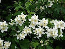 Heirloom Philadelphus Lewisii Flower Seeds for Planting | Non-GMO, High Germination, Organic Garden Seeds