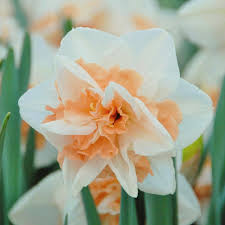 White & Orange Double Narcissus Daffodil Seeds for Planting - Heirloom, Non-GMO, High Germination Organic Garden Seeds