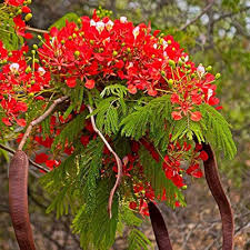 Heirloom Gulmohar Flower Seeds for Planting – Non-GMO, High Germination Garden Seeds