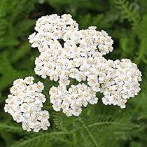 Yarrow Flower Seeds for Planting - Heirloom, Non-GMO, High Germination Organic Garden Seeds