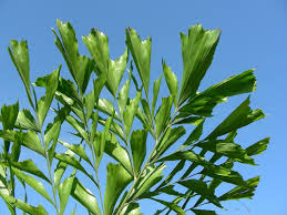 Fishtail Palm (Caryota Mitis) Flower Seeds for Planting – Hardy Variety, Heirloom, Non-GMO, High Germination