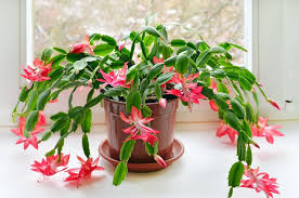 Schlumbergera Flower Seeds for Planting | Seasonal Bloomer | Heirloom Non-GMO High Germination Seeds
