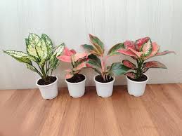 Aglaonema Mixed Seeds for Planting – Bright Blooming Heirloom Non-GMO Organic Garden Seeds, High Germination