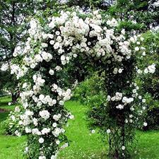 White Creeper Rose Flower Seeds for Planting | Heirloom Non-GMO High Germination