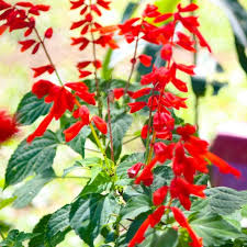 Pineapple Sage Flower Seeds for Planting – Heirloom, Non-GMO, High Germination Garden Seeds