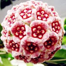 Heirloom Orchid Ball Flower Seeds for Planting | Non-GMO, High Germination, Organic Garden Seeds