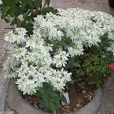 Green Snow on the Mountain Flower Seeds for Planting – Heirloom, Non-GMO, High Germination Organic Garden Seeds