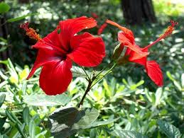Red Hibiscus Flower Seeds for Planting – Vibrant Colors, Heirloom, Non-GMO, High Germination Organic Garden Seeds