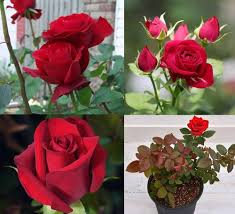 RoseFlower Seeds for Planting – Heirloom, Non-GMO, High Germination Organic Garden Seeds