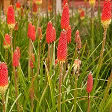 Kniphofia Uvaria Flower Seeds for Planting – Heirloom, Non-GMO, High Germination Garden Seeds
