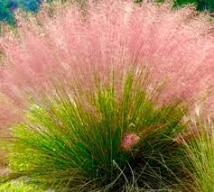 Flower Seeds, Seeds,Seeds For Planting,Plant Seeds