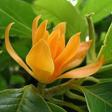 Champa Flower Seeds for Planting – Heirloom, Non-GMO, Drought Tolerant, High Germination Organic Garden Seeds