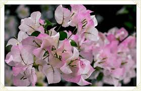 Pink White Bougainvillea Flower Seeds for Planting – Heirloom, Non-GMO, Premium Quality Organic Garden Seeds