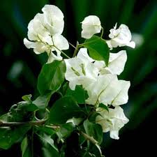 White Bougainvillea Seeds for Planting – Heirloom, Non-GMO, Fragrant Organic Garden