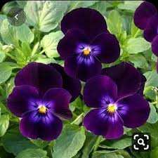 Burgundy Pansy Flower Seeds for Planting – Heirloom, Non-GMO, High Germination Organic Garden Seeds