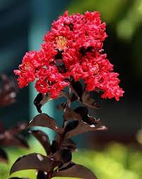 Red Crape Tree Flower Seeds for Planting – Heirloom, Non-GMO, High Germination Organic Garden Seeds