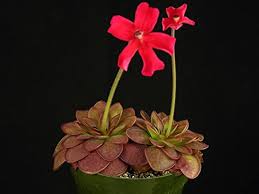 Red Butterwort Flower Seeds for Planting – Heirloom, Non-GMO, High Germination Organic Garden Seeds