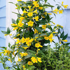 Yellow Jasminum Sambac Flower Seeds for Planting – Heirloom Non-GMO High Germination Organic Garden Seeds