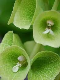 Bells of Ireland Flower Seeds for Planting – Heirloom, Non-GMO, Wildflower Mix, High Germination