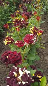 Heirloom Abracadabra Flower Seeds – Non-GMO, High Germination Organic Garden Seeds