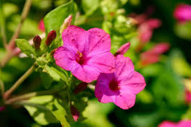 Mirabilis Jalapa Flower Seeds for Planting – Garden Favorite Heirloom Non-GMO High Germination Organic Garden Seeds