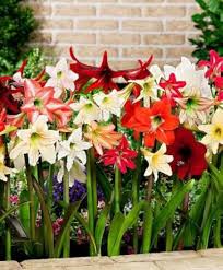Mixed Amaryllis Bulbs Flower Seeds for Planting - Bright Blooms, Heirloom & Non-GMO Seeds for Home Garden