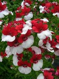 Red White Nemesia Strumosa Flower Seeds for Planting | Heirloom Non-GMO High Germination