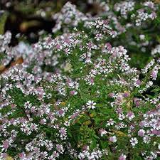 Pink White Lateriflorus Flower Seeds for Planting – Heirloom, Non-GMO, Bright Blooms Organic Garden Seeds