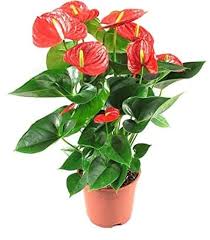 Anthurium Flower Seeds for Planting – Compact Growth, Heirloom, Non-GMO, High Germination Garden Seeds