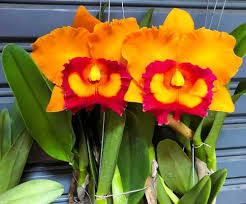Orange Cattleya Hybrida Flower Seeds for Planting – Heirloom, Non-GMO, Hardy Variety, Organic Garden Seeds